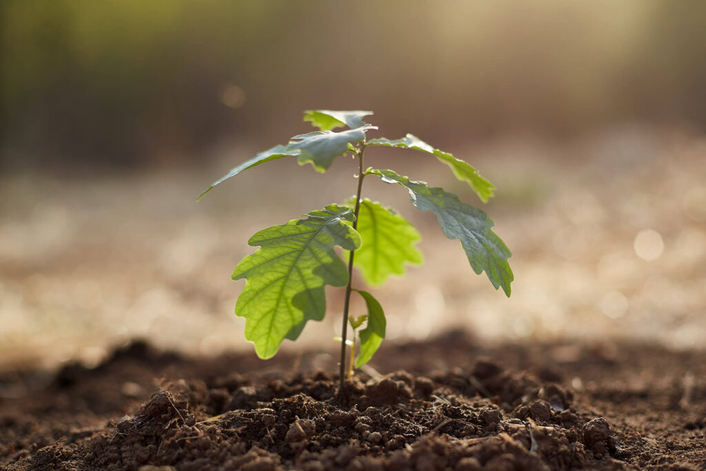 piantare alberi web sostenibile